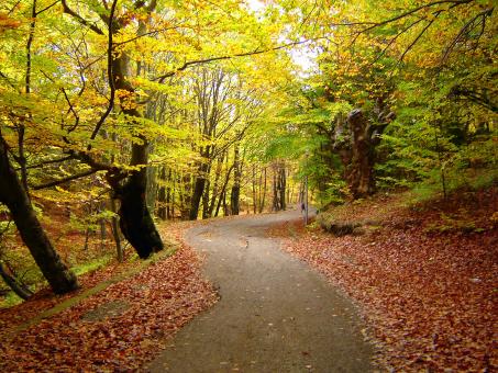 Mental Health Awareness Week. Day 4 – Walking and Talking in Nature